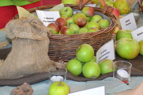 Äpfel pressen in Kerkwitz am 30.09.2023, Foto: Kerstin Geilich, Lizenz: MuT ― Marketing und Tourismus Guben e.V.