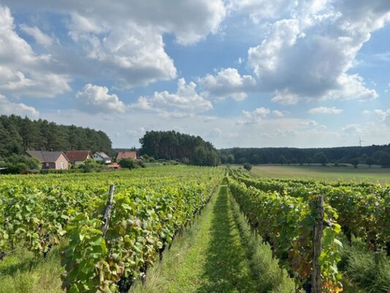 Weinberg Grano, Foto: Gernoth Apitz, Lizenz: MuT ― Marketing und Tourismus Guben e.V.