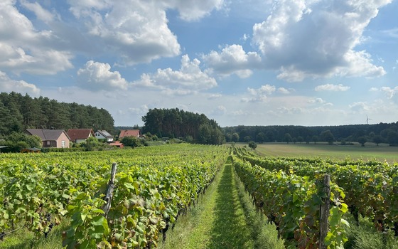 Weinberg Grano, Foto: Weingut Guben-Grano, Lizenz: Weingut Guben-Grano