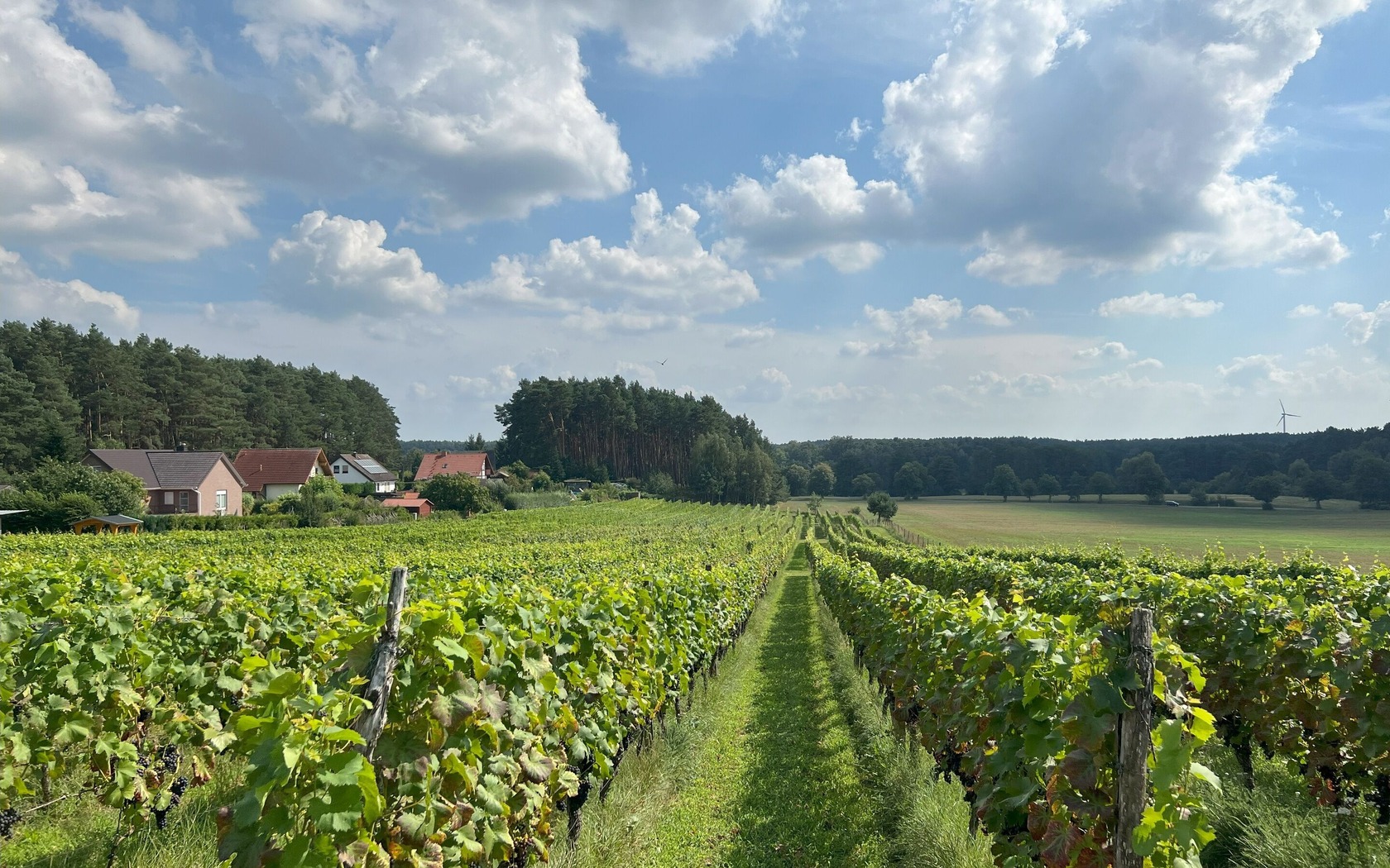 Weinberg Grano, Foto: Gernoth Apitz, Lizenz: Gernoth Apitz