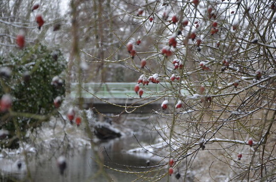 Winter an der Neiße, Foto: Linda Geilich, Lizenz: Mut - Marketing und Tourismus e.V. Guben