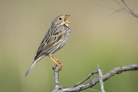 Foto: Frank Leo, Lizenz: Naturschutzfonds Brandenburg